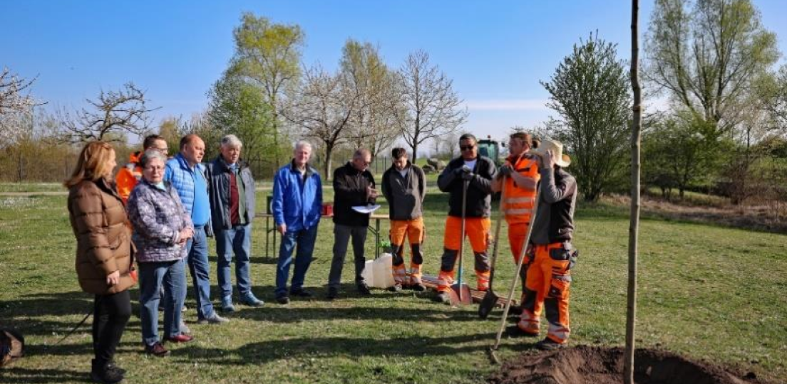 100 Jahre OGV - Baumpflanzaktion